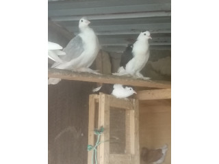Volailles exotiques