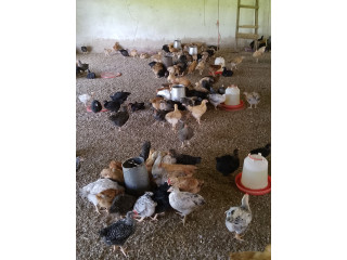 Poulet local