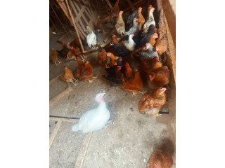 Poulet de chair disponible