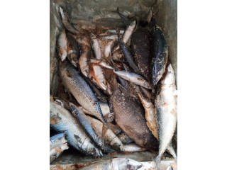 Poisson frais de haute qualité