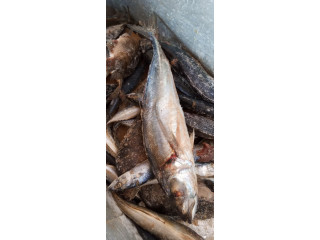 Poisson frais de haute qualité