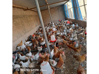 Vente des poulets et les produits d'élevage des poulets
