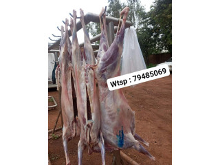 Boyaux, viande fraîche de boeuf, lapins, mouton 100% Halal