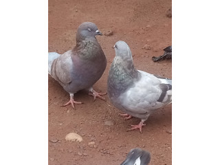 Pigeon SEKOULI GROS GABARIT