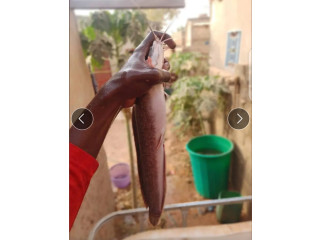 Poisson Silure de pisciculture frais et fumé vente par kilo