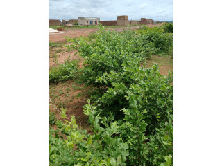 Terrains avente 240m2 a dogona