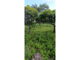 Terrains hectare à vente