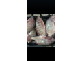 poisson-deau-douce-silures-et-tilapia-small-0