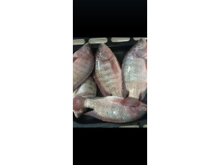 Poisson d'eau douce (silures et tilapia)