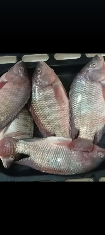 poisson-deau-douce-silures-et-tilapia-big-0