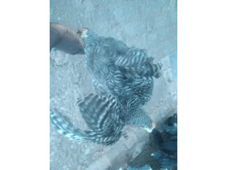 Poulet pour consommation