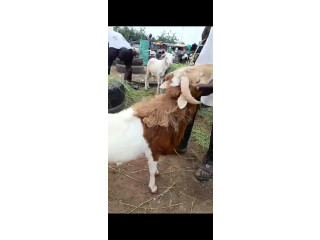 Moutons