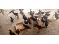 vente-de-poulet-small-0