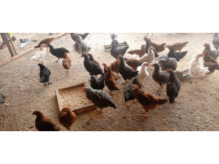 Vente de poulet
