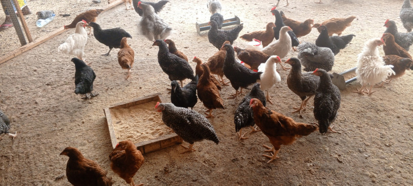 vente-de-poulet-big-0