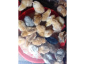 des-poussins-bien-en-forme-disponibles-small-0