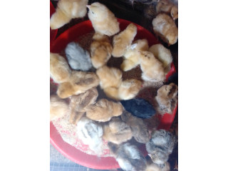 Des poussins bien en forme disponibles