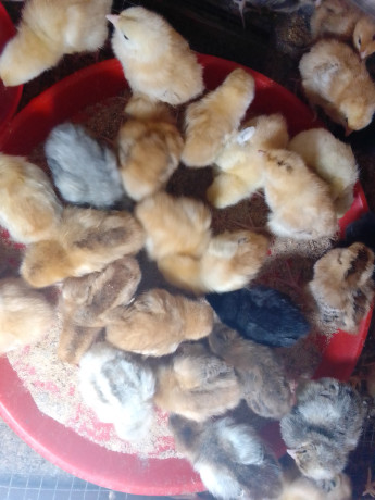 des-poussins-bien-en-forme-disponibles-big-0