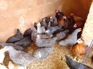 Poulet disponible