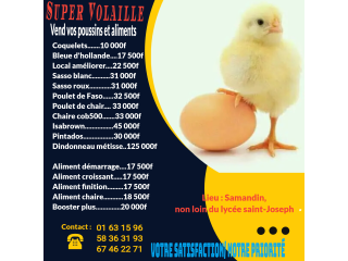 Nous disposons des poussins de qualité type F1 , formation, vente d'aliments,etc