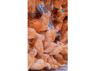 Des poulets a faible coût