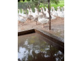 des-bonnes-volailles-de-qualite-small-3