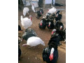des-bonnes-volailles-de-qualite-small-0