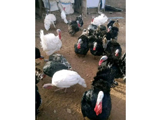 Des bonnes volailles de qualité