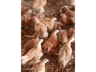 Poulets locaux