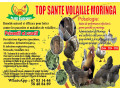 top-sante-moringa-small-0