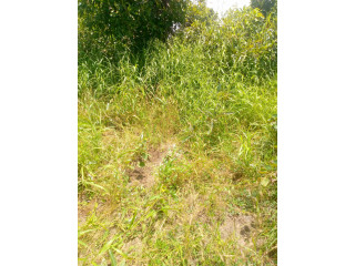 Vente de terrain très fertile dans la zone de sapouy.