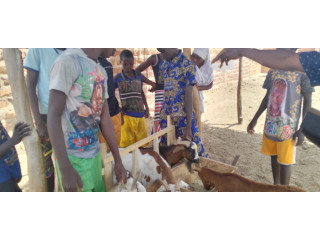 Formation en ouvrier fermier éleveur