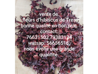 Vente de fleurs d'hibiscus Bissap de Très bonne qualité