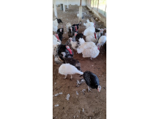 Vente de dindons en bonne santé - Idéals pour vos repas ou élevage