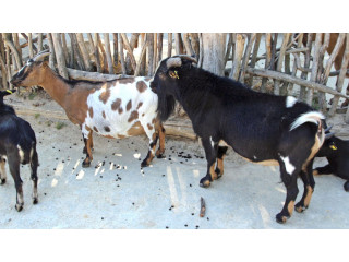 Ventes d'animaux (chèvre, mouton, bœufs)au marché de bétail de kilwin chez Monsieur DEME