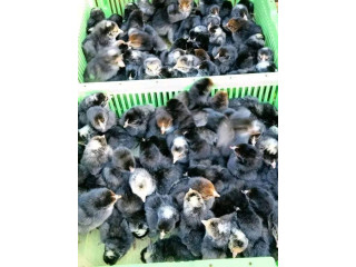 POUSSINS SUPER ARCO DISPONIBLE 77130165