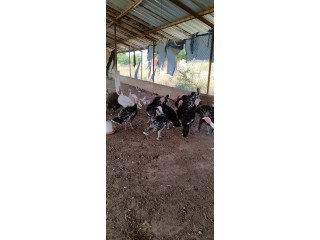 Volailles Dindons