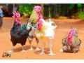 poulets-locaux-du-burkina-faso-small-0