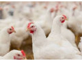 poulets-locaux-du-burkina-faso-small-1