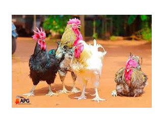 Poulets locaux du Burkina Faso