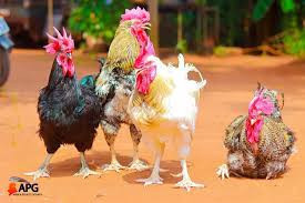 poulets-locaux-du-burkina-faso-big-0