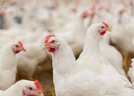 poulets-locaux-du-burkina-faso-big-1