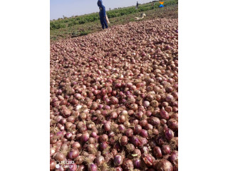 Oignons en vrac à Manga