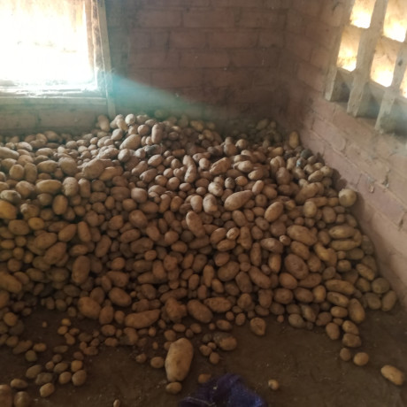 pomme-de-terre-en-destockage-a-ouahigouya-big-0